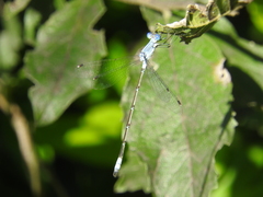 Lestes sigma