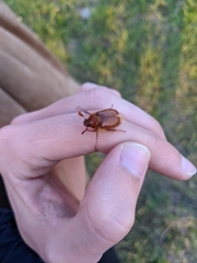 Holochelus