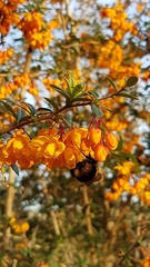 Berberis darwinii