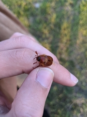 Holochelus