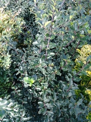 Ilex × meserveae