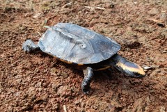 Platemys platycephala