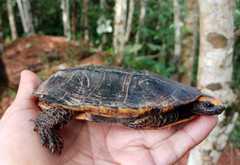 Platemys platycephala