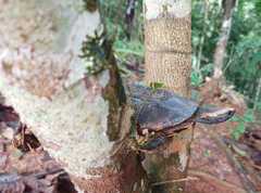 Platemys platycephala