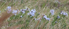 Amsonia ciliata texana