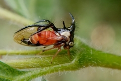 Cyphonia trifida