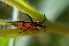 Cyphonia trifida
