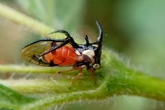 Cyphonia trifida