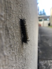 Hemileuca maia
