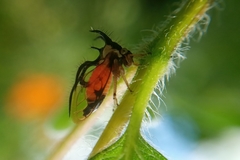 Cyphonia trifida