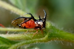 Cyphonia trifida