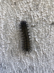 Hemileuca maia