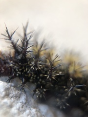 Hemileuca maia