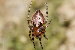 Alpaida itapua