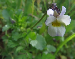 Viola kitaibeliana