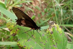 Parides neophilus