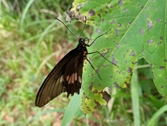 Parides neophilus
