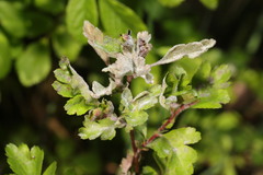 Podosphaera clandestina