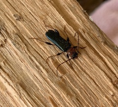 Stenosphenus notatus