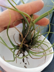 Tillandsia butzii