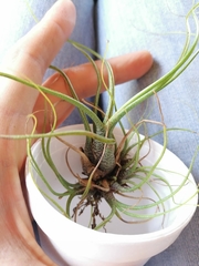 Tillandsia butzii