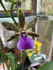 Zygopetalum