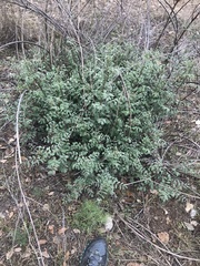 Indigofera lindheimeriana
