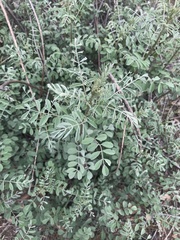 Indigofera lindheimeriana