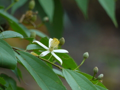Grewia serrulata