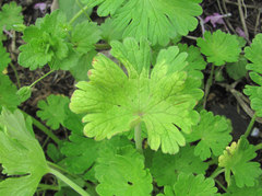 Peronospora conglomerata