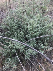 Indigofera lindheimeriana