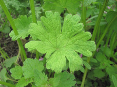Peronospora conglomerata