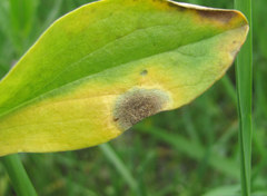 Septoria lepidii