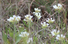Physaria ovalifolia alba