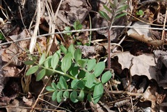 Polemonium reptans villosum