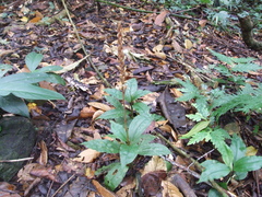 Goodyera rubicunda