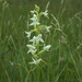 Lesser Butterfly-Orchid - Photo (c) Bas Kers, some rights reserved (CC BY-NC-SA)