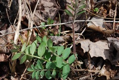 Polemonium reptans villosum