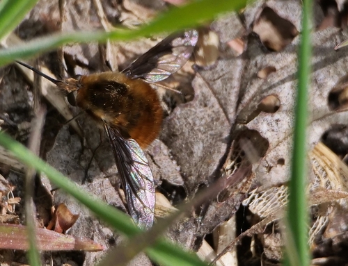 Greater Bee Fly, Amstelpark, photo 8 of 10