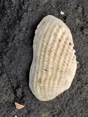 Acar gradata