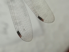 Lestes sigma
