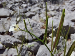 Cardamine graeca