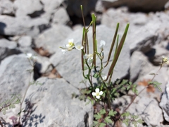 Cardamine graeca