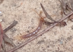 Lithobius nigripalpis