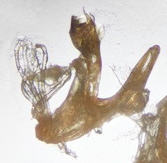 Leptoiulus demangei