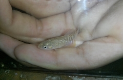 Aphaniops dispar