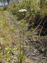 Erigeron vernus