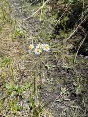 Erigeron vernus