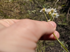 Erigeron vernus