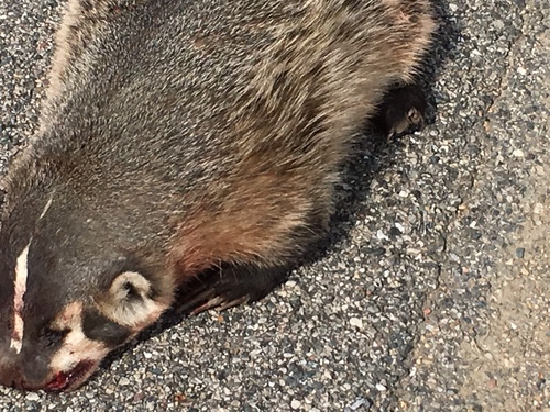 American Badger photographed in Michigan